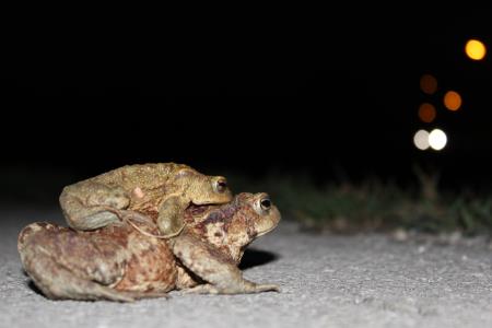 Samci navadne krastače že na poti na mrestišče prežijo na samice, zato mnoge tja prispejo v paritvenem objemu. Večja samica jih lahko na svojem hrbtu nosi tudi več kot kilometer daleč. Foto: Tadeja Smolej, LIFE AMPHICON
