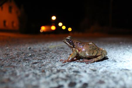 Sekulja pri prečkanju prometne ceste. Foto: Tadeja Smolej, LIFE AMPHICON