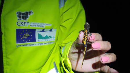 Veliki pupek najden med nočnim popisom ceste. Foto: Tina Stepišnik, LIFE AMPHICON