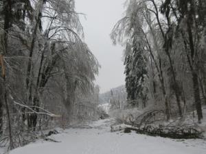phoca_thumb_l_zled_2014_17