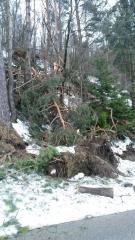 phoca_thumb_l_zled_2014_30